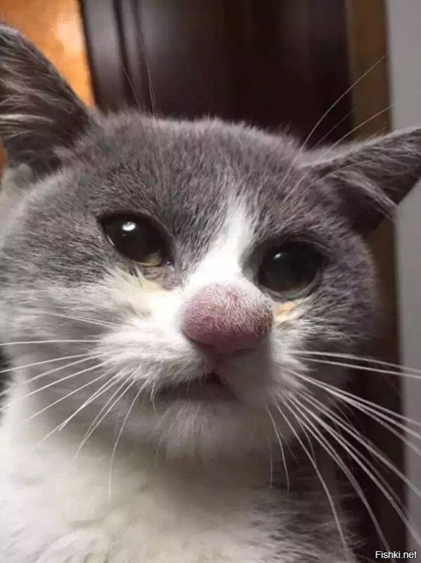 Create meme: cat got stung by a bee, the cat was bitten by a wasp, the cat was stung by a bee in the nose