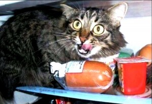 Создать мем: Кошка, кот, защита докторской кот с колбасой