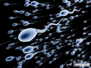 Создать мем: из чего состоит сперматозоид, здоровый сперматозоид, строение сперматозоида