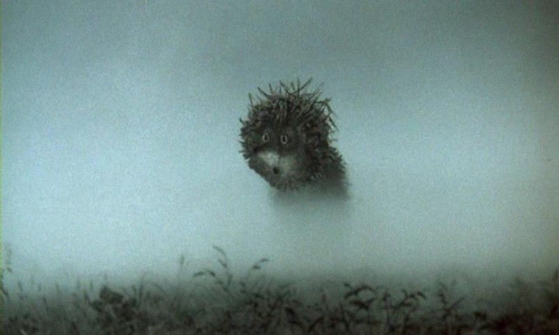 Create meme: hedgehog in the fog, hedgehog from the fog, owl hedgehog in the fog