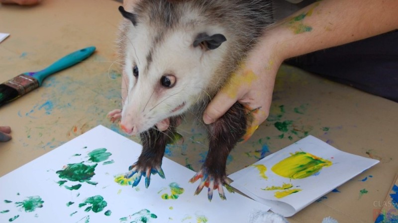 Create meme: Virginia opossum, apostolove, little possum