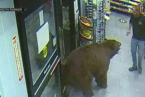 Create meme: bear in the store, bear in the store video, a huge bear