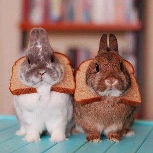 Create meme: cute bunnies, funny rabbit, rabbit