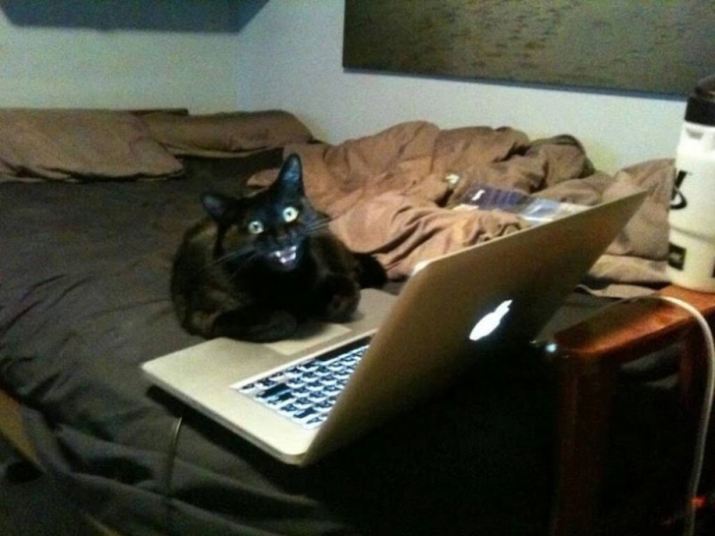Создать мем: кот с ноутом мем, кот с ноутбуком, черный кот за компом