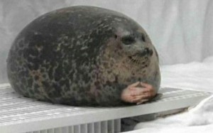 Создать мем: нерпа, толстый тюлень, кольчатая нерпа юки