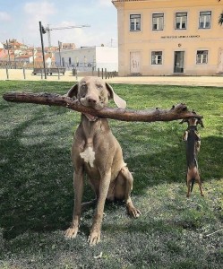 Create meme: Weimaraner dog, the Weimaraner