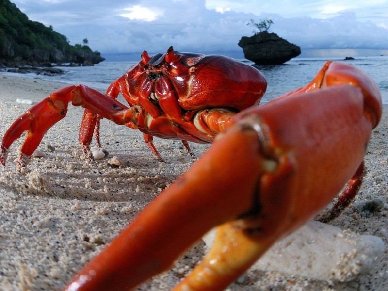 Create meme: sea lobster, red crab, sea crab