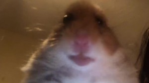Create meme: hamster, screaming hamster meme, meme hamster looking at the camera