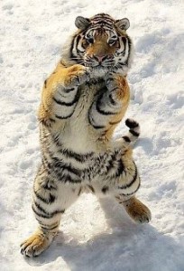 Create meme: tiger large, snow tiger, the Amur tiger