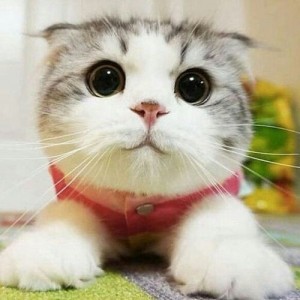 Create meme: seals, cute kitten surprised, cats cute funny
