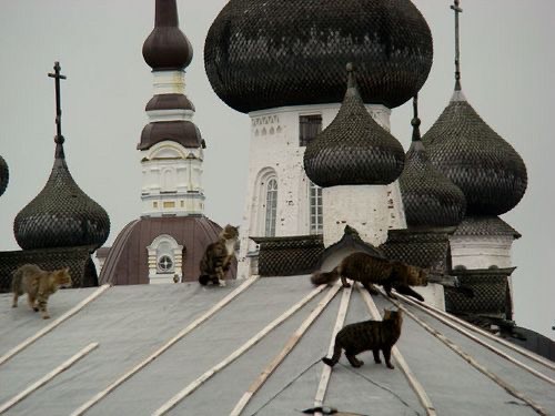 Create meme: temple , cat , Church 