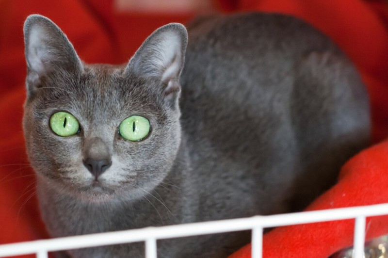 Create meme: the Russian blue cat, korat is a breed of cats, the Korat breed