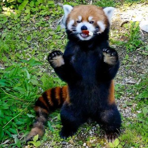 Создать мем: красная панда на задних лапах, красная малая панда, панда красная