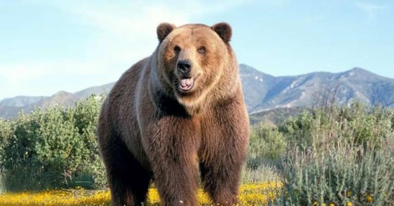 Create meme: grizzly bears, grizzly north american brown bear, a brown bear