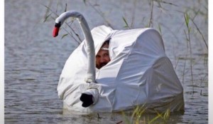 Create meme: swan, a white Swan on a pond shakes the fallen star, photographer