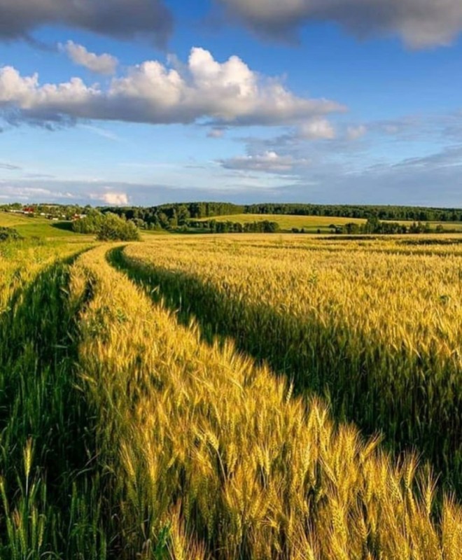 Создать мем: картина поле пшеницы, поле природа, красивое поле пшеницы