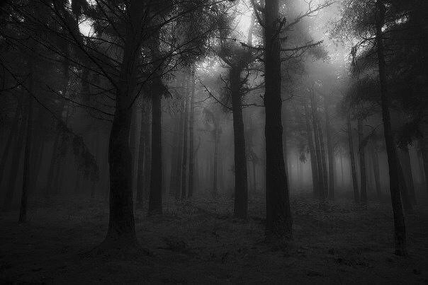 Создать мем: темный туманный лес, мрачный лес фон, темный лес