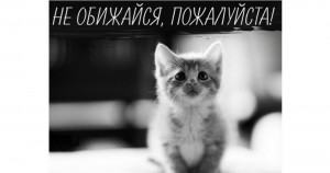 Create meme: animals cats, kitties, cute cats