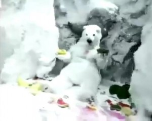 Создать мем: белый медведь, медведь из рекламы экзо, экзо мороженое реклама с медведем