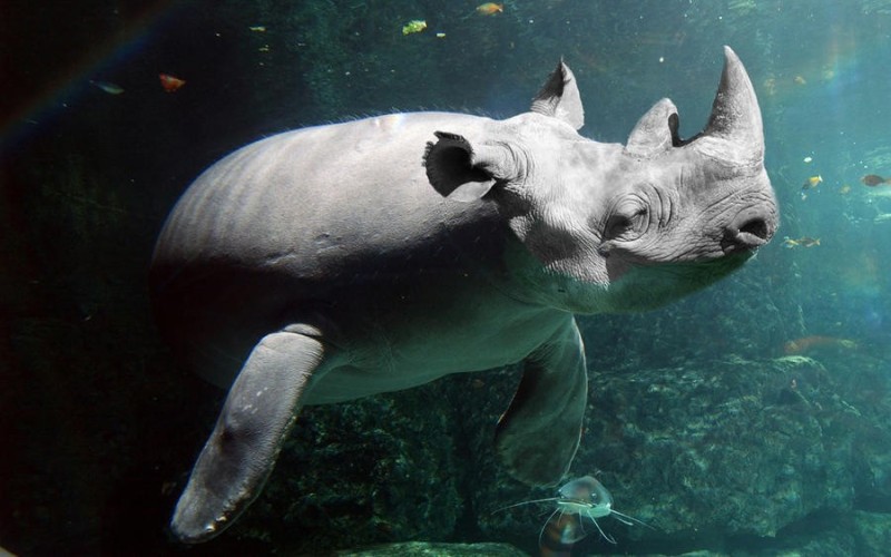 Create meme: sea rhinoceros, Rhino , tiger shark moskvarium