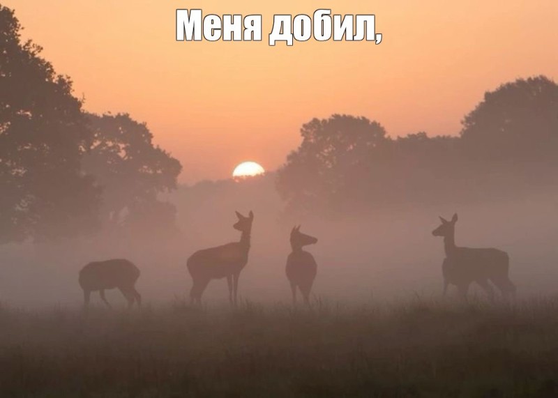 Create meme: deer , Deer in the fog, The animal is a deer