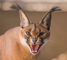 Create meme: Abyssinian cat, Caracal