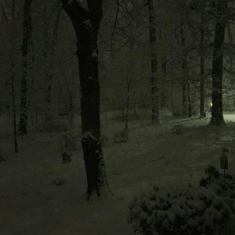 Create meme: in the winter forest, forest snow , winter forest night