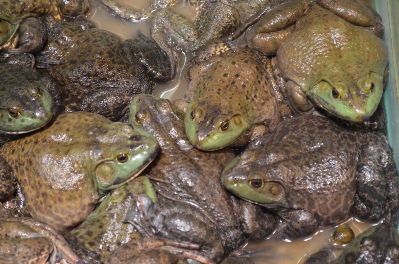 Create meme: A bunch of frogs, toad, toad 