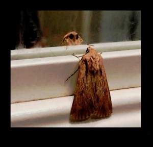 Create meme: moth meme, mol