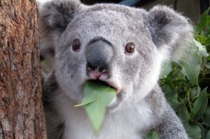 Create meme: Koala, surprised Koala, koala bear