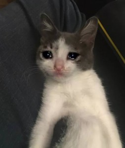 Создать мем: грустный котя, crying cat meme, кот
