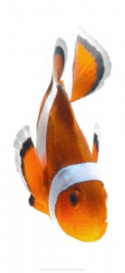 Создать мем: рыба клоун на белом фоне, фон рыба, морские рыбы клоун на прозрачном фоне