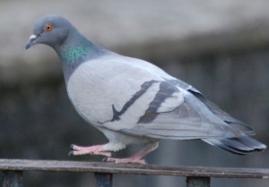 Create meme: wood pigeon stock dove, ghoul dove, wild pigeon