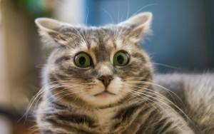 Create meme: funny cats, the surprise of the cat, cat
