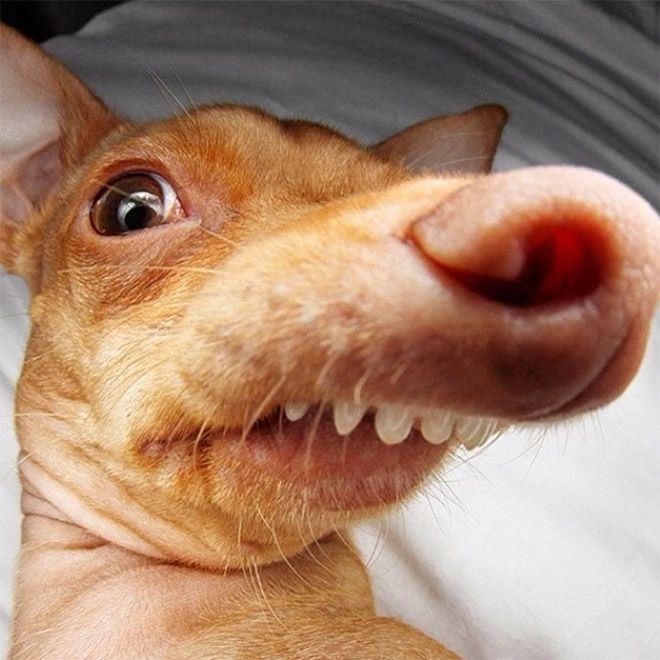 Create meme: scary Chihuahua, drunk dog , chihuahua muzzle