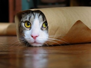 Create meme: funny cat, cat Shawarma, Shawarma cat meme