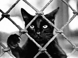 Create meme: black cat, cat behind bars