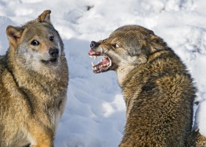 Create meme: the wolf wolf wolf, wolf predator, the wolf grin