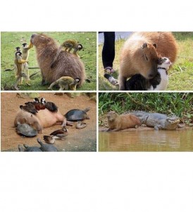 Create meme: capybara when you get well with everyone, funny animals, funny capybara