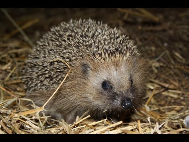 Create meme: wild hedgehog, ordinary hedgehog, prickly hedgehog