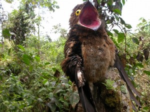 Создать мем: bird, птица с выпученными глазами, козодои