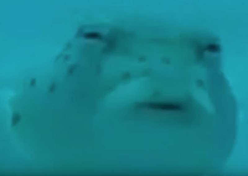 Create meme: suspicious fish, meme fish what the hell, suspicious puffer fish