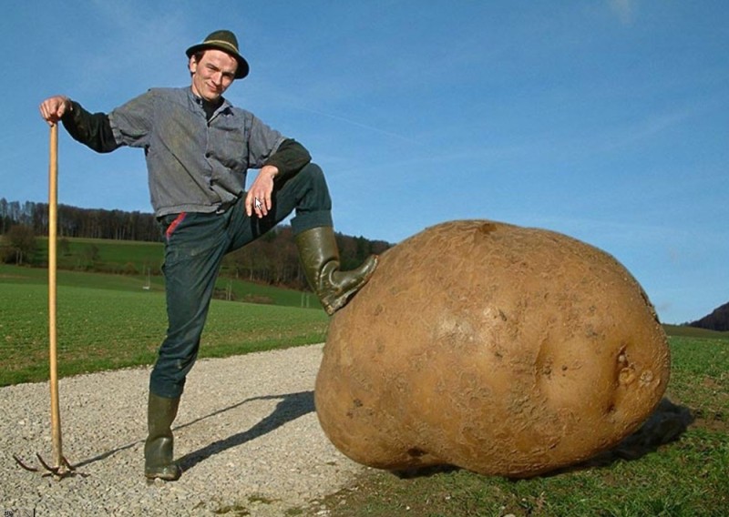 Создать мем: огромная картошка, самая большая картошка в мире, гигантская картошка