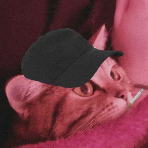 Create meme: animals cute, the cat in the hat, cat