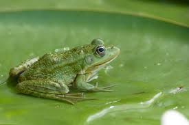 Создать мем: жаба зеленая, болотная лягушка, обыкновенная лягушка