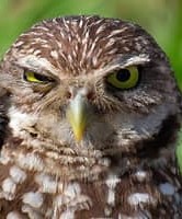 Создать мем: сова сыч, angry owl, 2 сыча