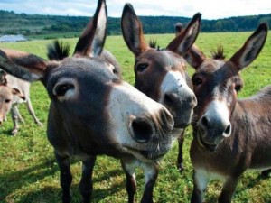 Create meme: the donkey, mule photos animal, donkey