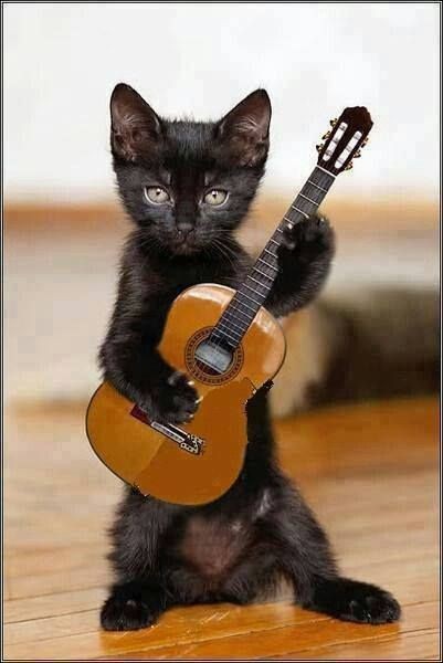 Cats Playing Guitar Cats Playing Instruments Cats Playing Guitar My Xxx Hot Girl