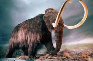 Create meme: mammoth, mammoth, mammoth photo