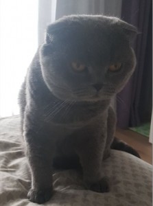 Create meme: lop-eared Scot, Scottish fold cat